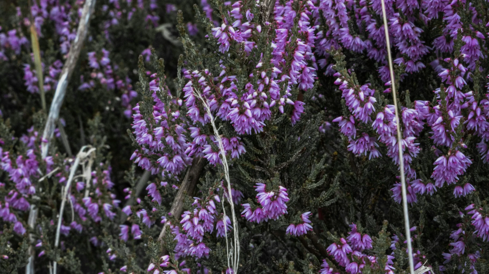 ling heather in the highlands of scotland