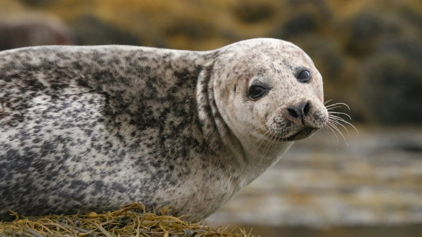 scottish seal