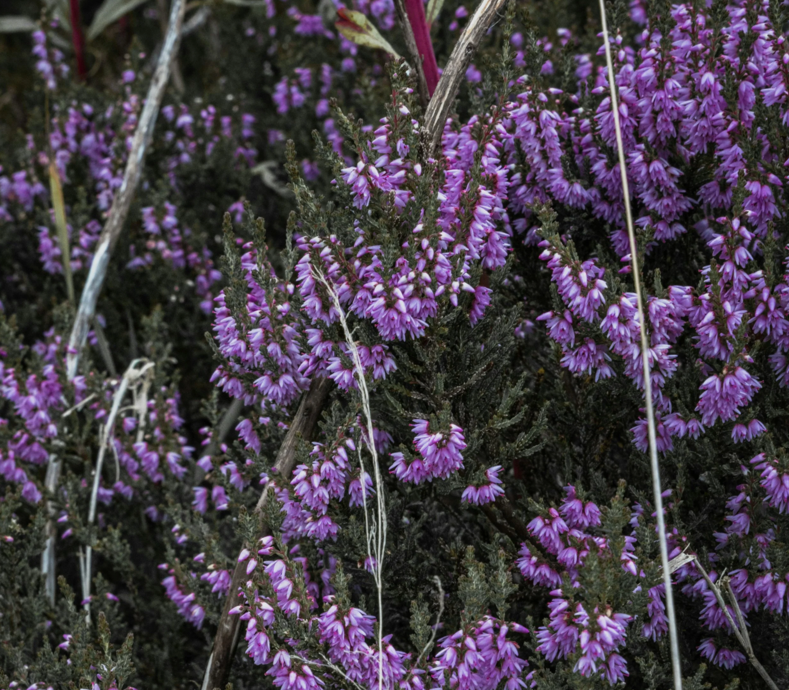 ling heather in the highlands of scotland