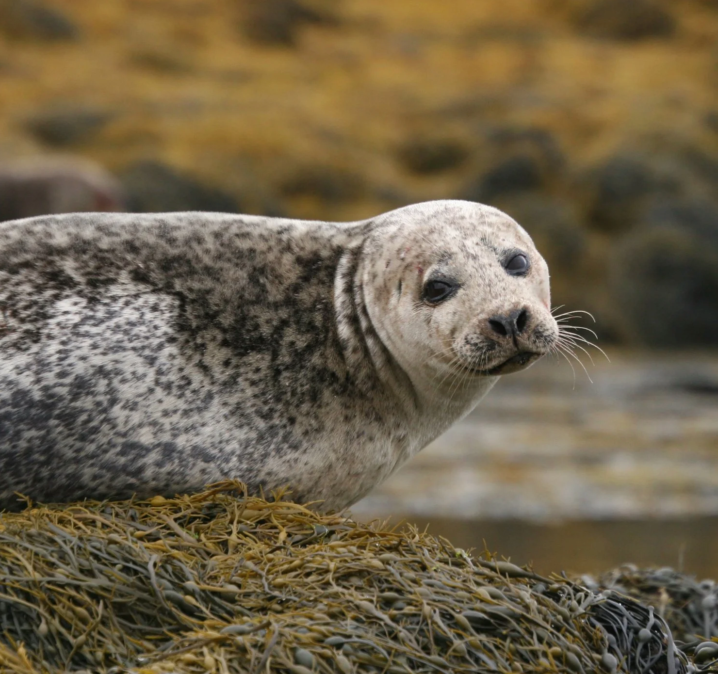 scottish seal